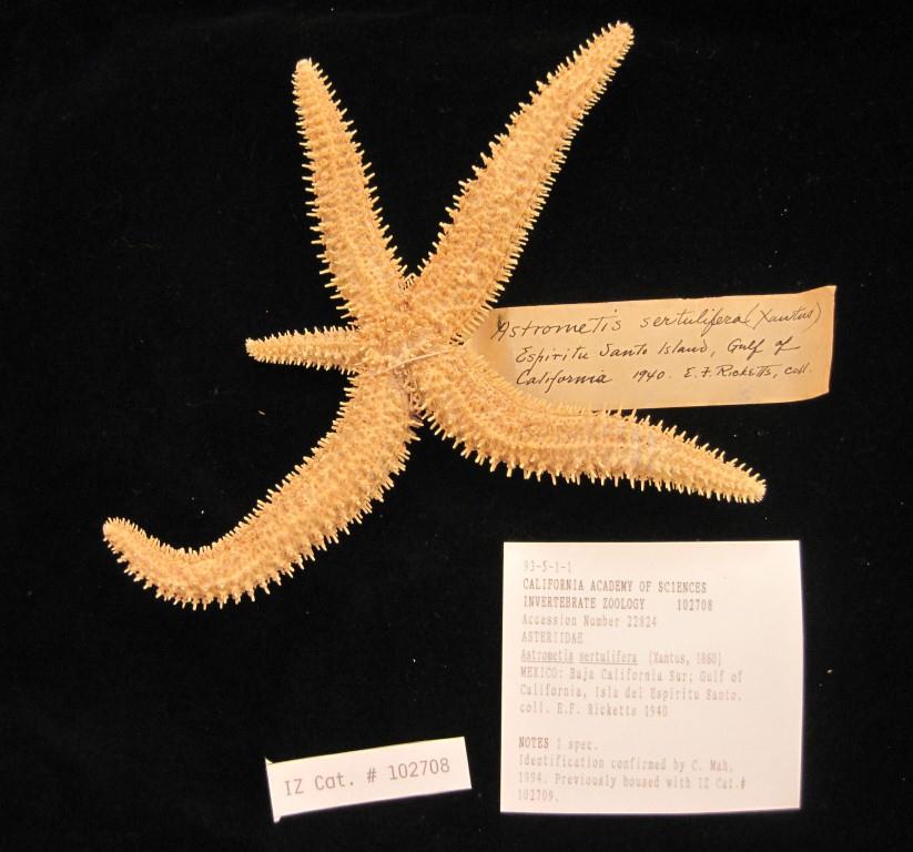 1940 specimen Astrometis sertulifera from sea of cortez
