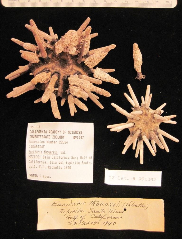 1940 specimens Eucidaris thouarsii from sea of cortez