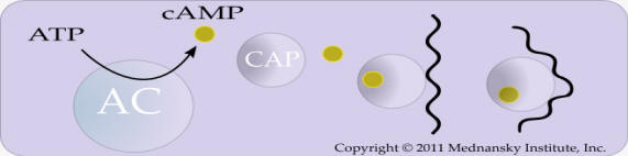 CAP-dependent activation of transcription upon binding of cAMP