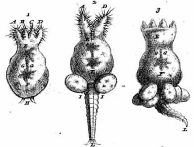 Louis Joblot's pomegranates as seen with his self-made microscopes
