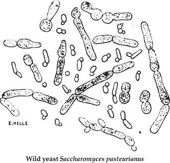Saccharomyces pasteurianus as represented in Pasteur's study on beer