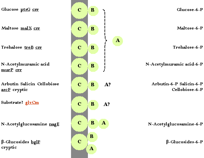 Color-coded PTS, Glucose/N-Acetylglucosamine