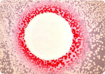 Extrusion of cAMP on MacConkey agar plate