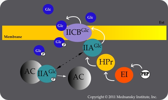 Glucose transport by the PTS
