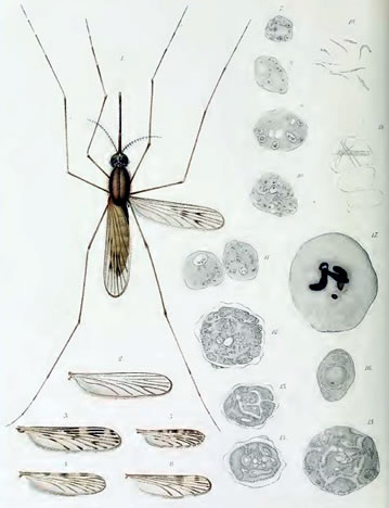 grassi malaria
