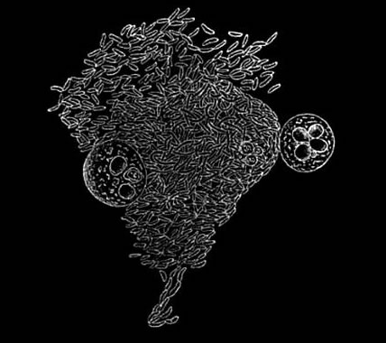 Metchnikoff immunity experiment