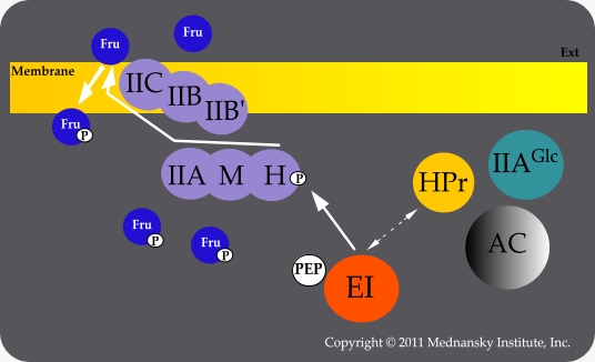 Fructose PTS