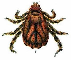 Dorsal view of male Texas fever tick