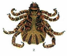 Ventral view of male Texas fever tick
