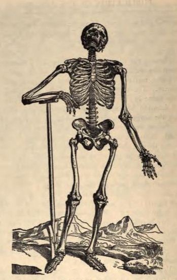 Skeleton from De humani corporis fabrica