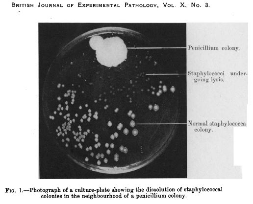 Photograph from 1929 publication by A. Fleming for the effect of penicillium growth